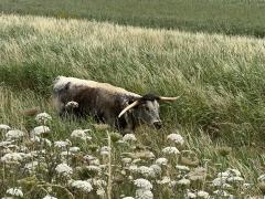 Fabulous Longhorns - but don't get too close!
